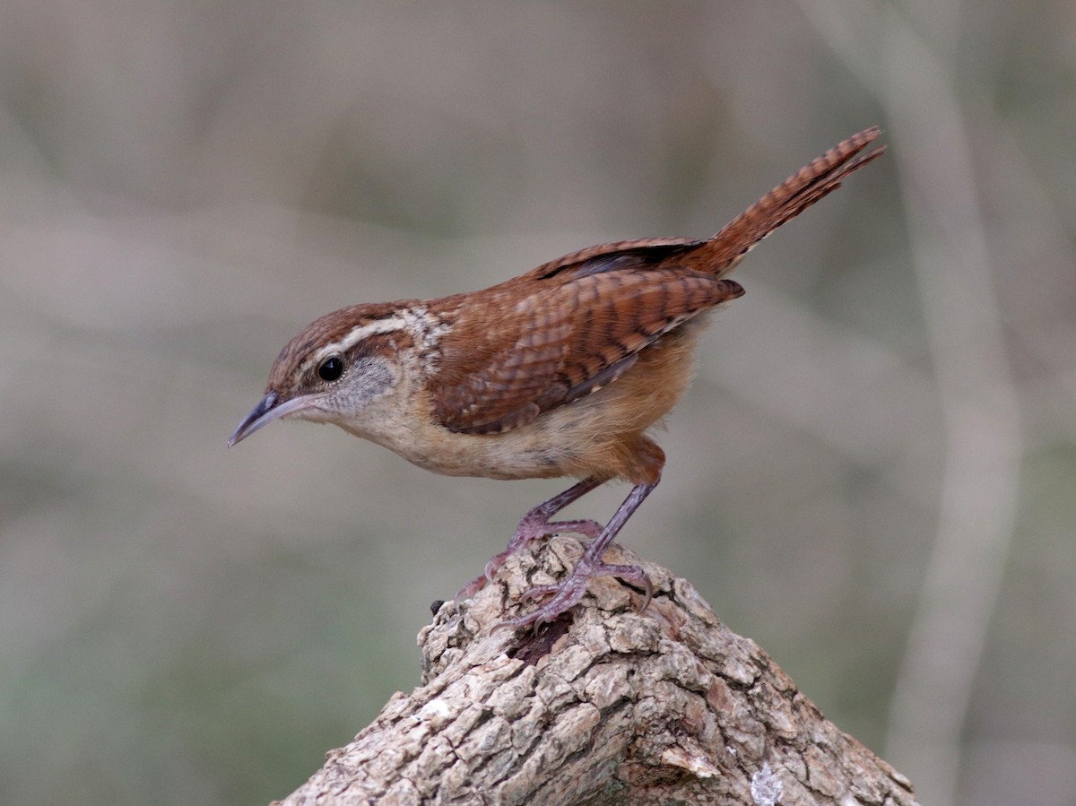 Carolina Wren - Ann Mallard