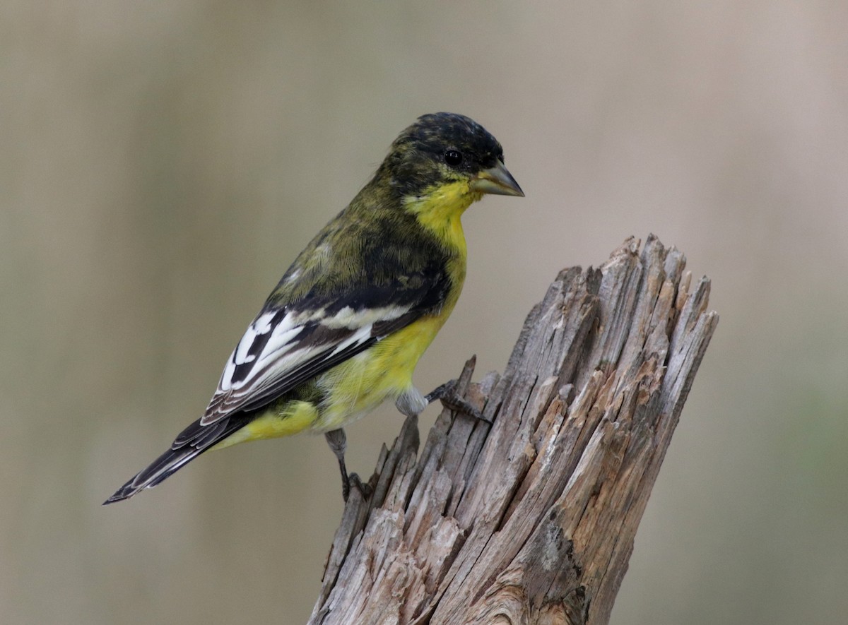 Lesser Goldfinch - ML170968361