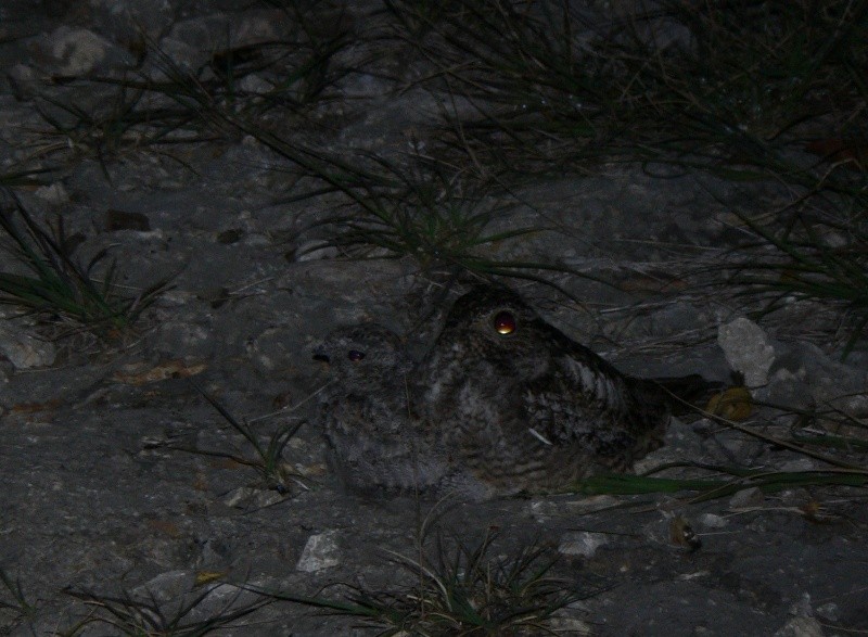 Antillean Nighthawk - ML170968371