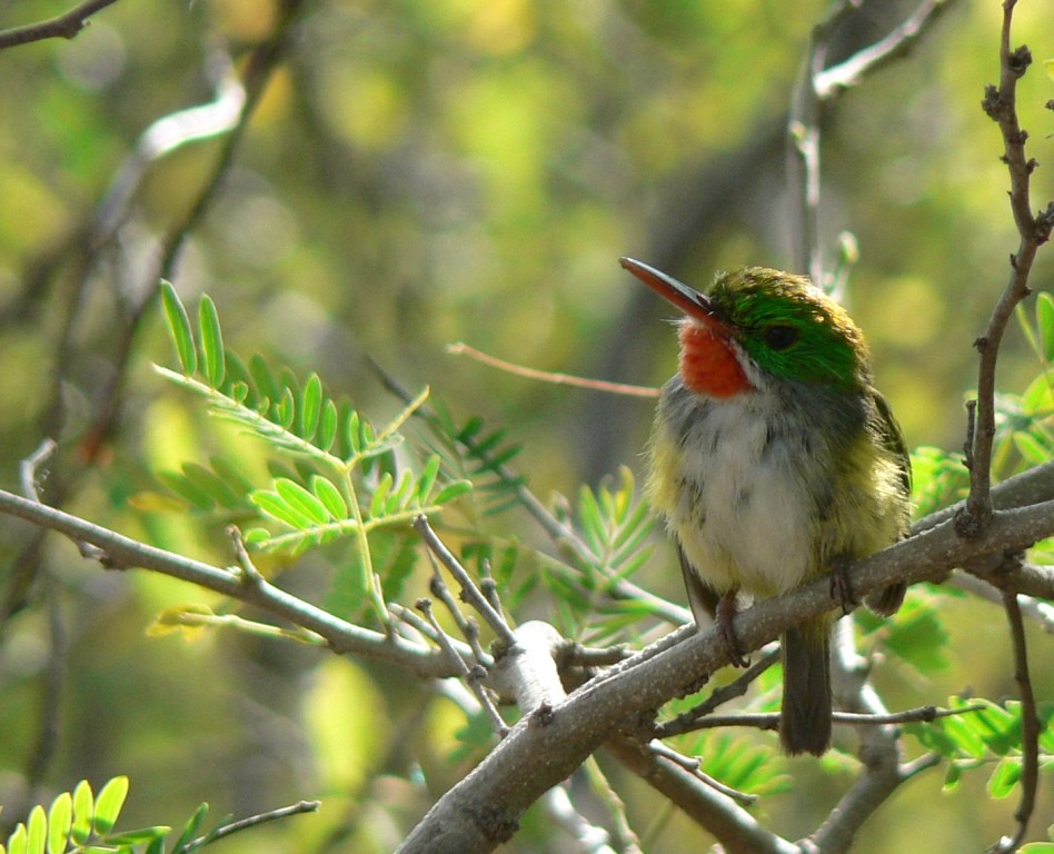 Puerto Rican Tody - ML170968401