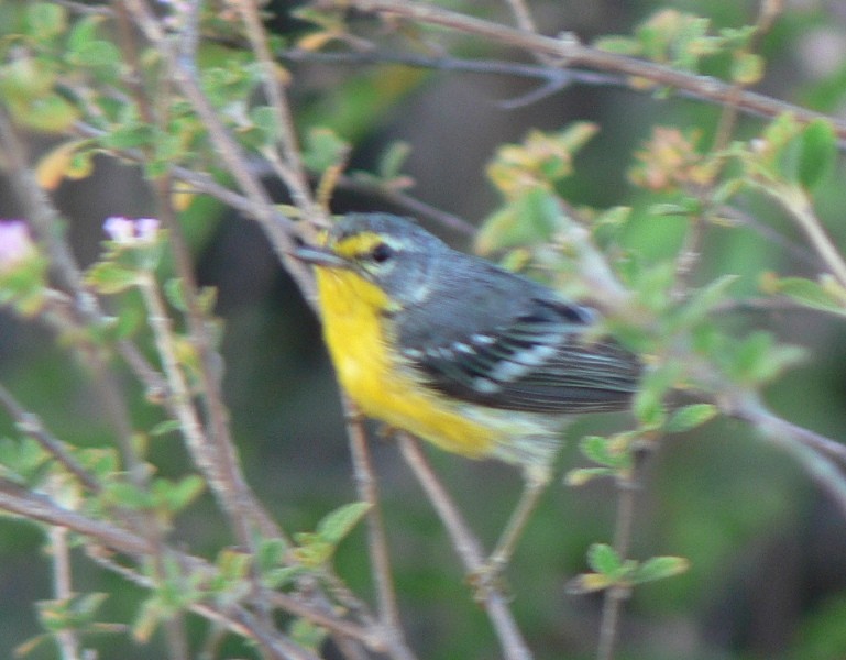 Adelaide's Warbler - ML170968631