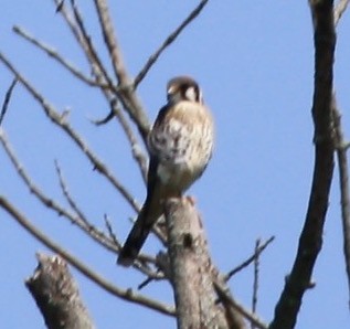 American Kestrel - ML170968701