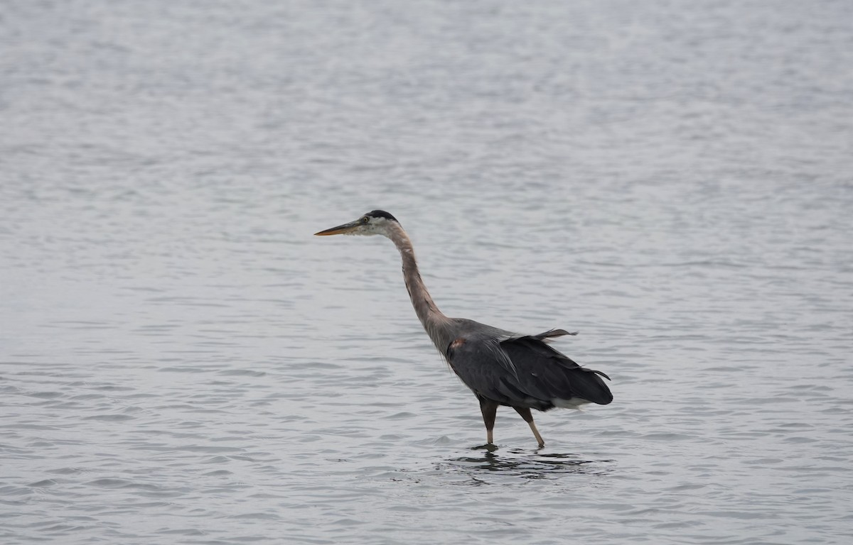 Great Blue Heron - ML170968821