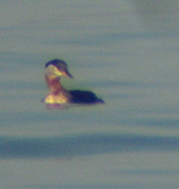 Red-necked Grebe - ML170969271