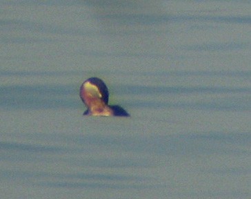 Red-necked Grebe - ML170969311