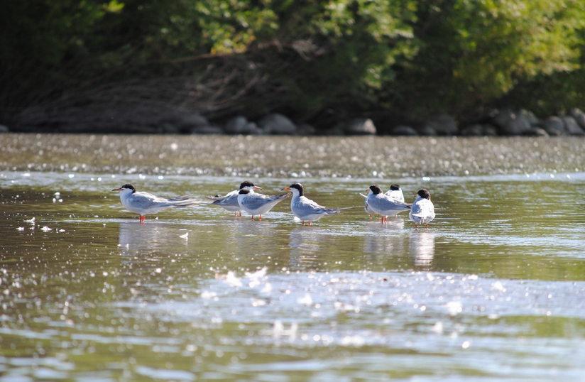 Forster's Tern - ML170969511