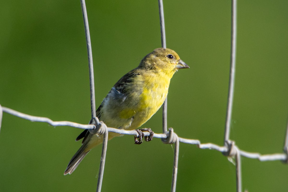 Chardonneret mineur - ML170970961