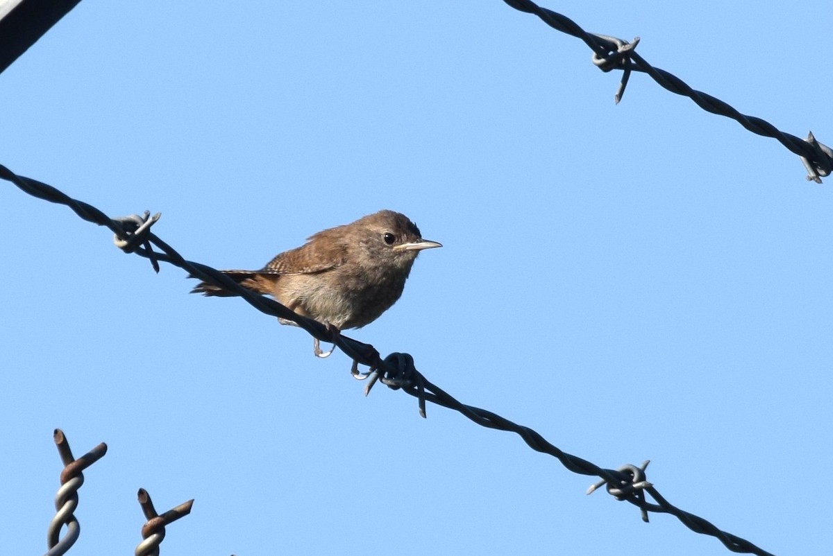 House Wren - irina shulgina