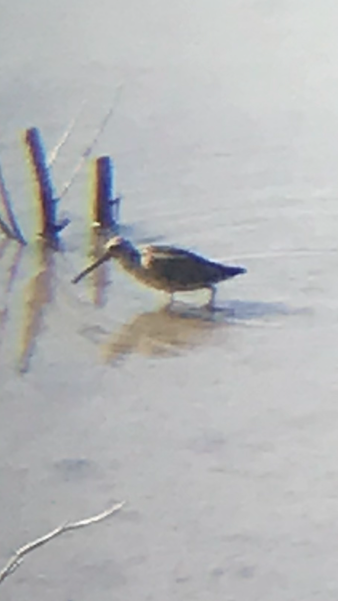 Agujeta Gris - ML170971951