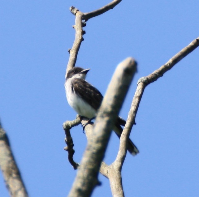 Eastern Kingbird - ML170972581