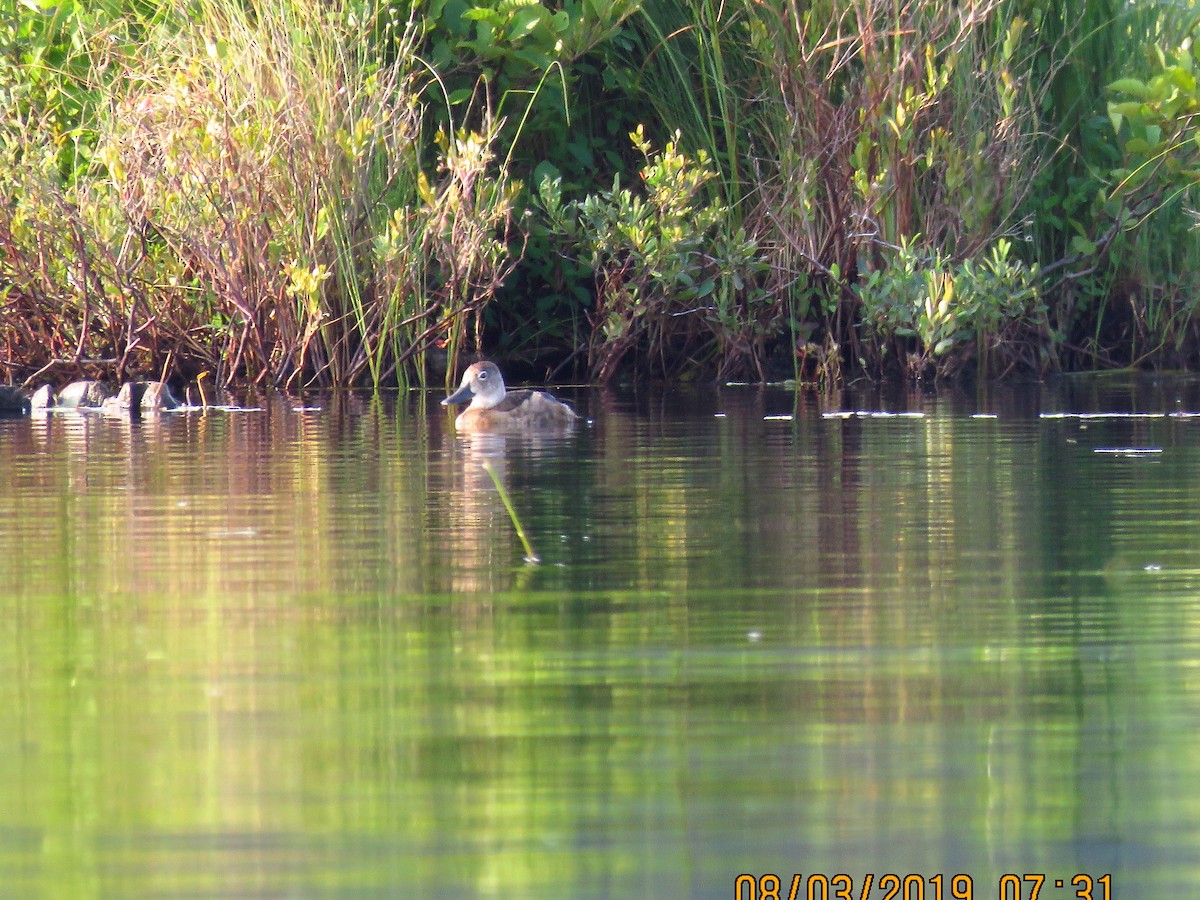 Ring-necked Duck - ML170973031