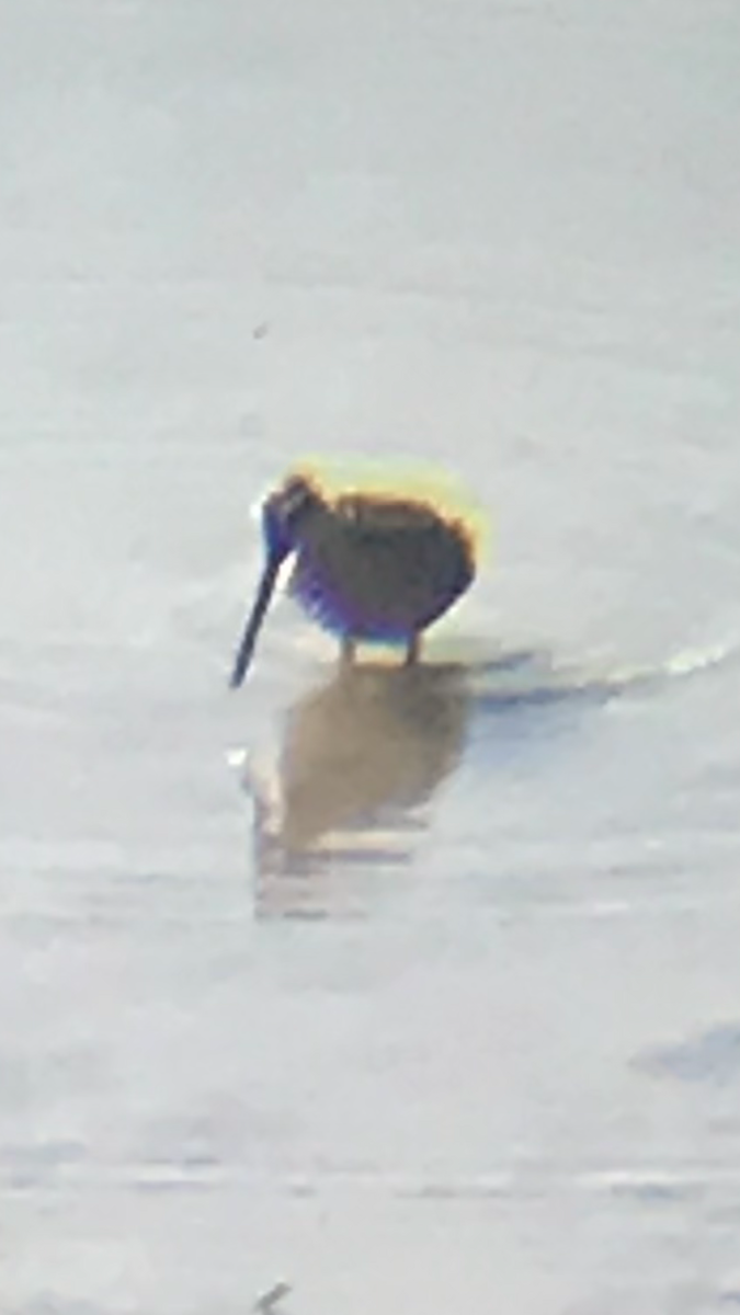 Agujeta Gris - ML170974111