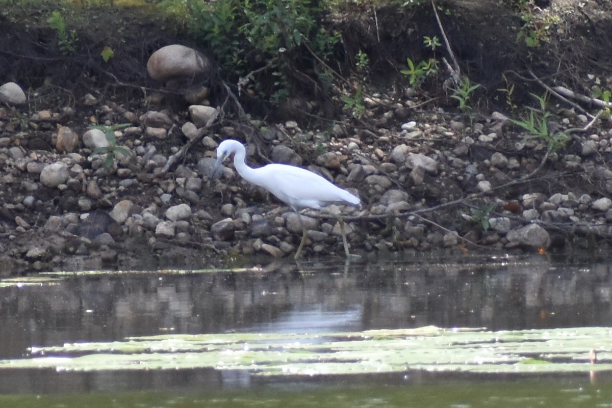 Little Blue Heron - ML170974721