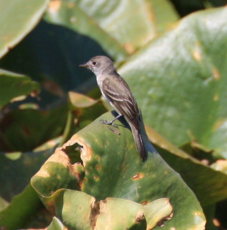 Willow Flycatcher - ML170975811