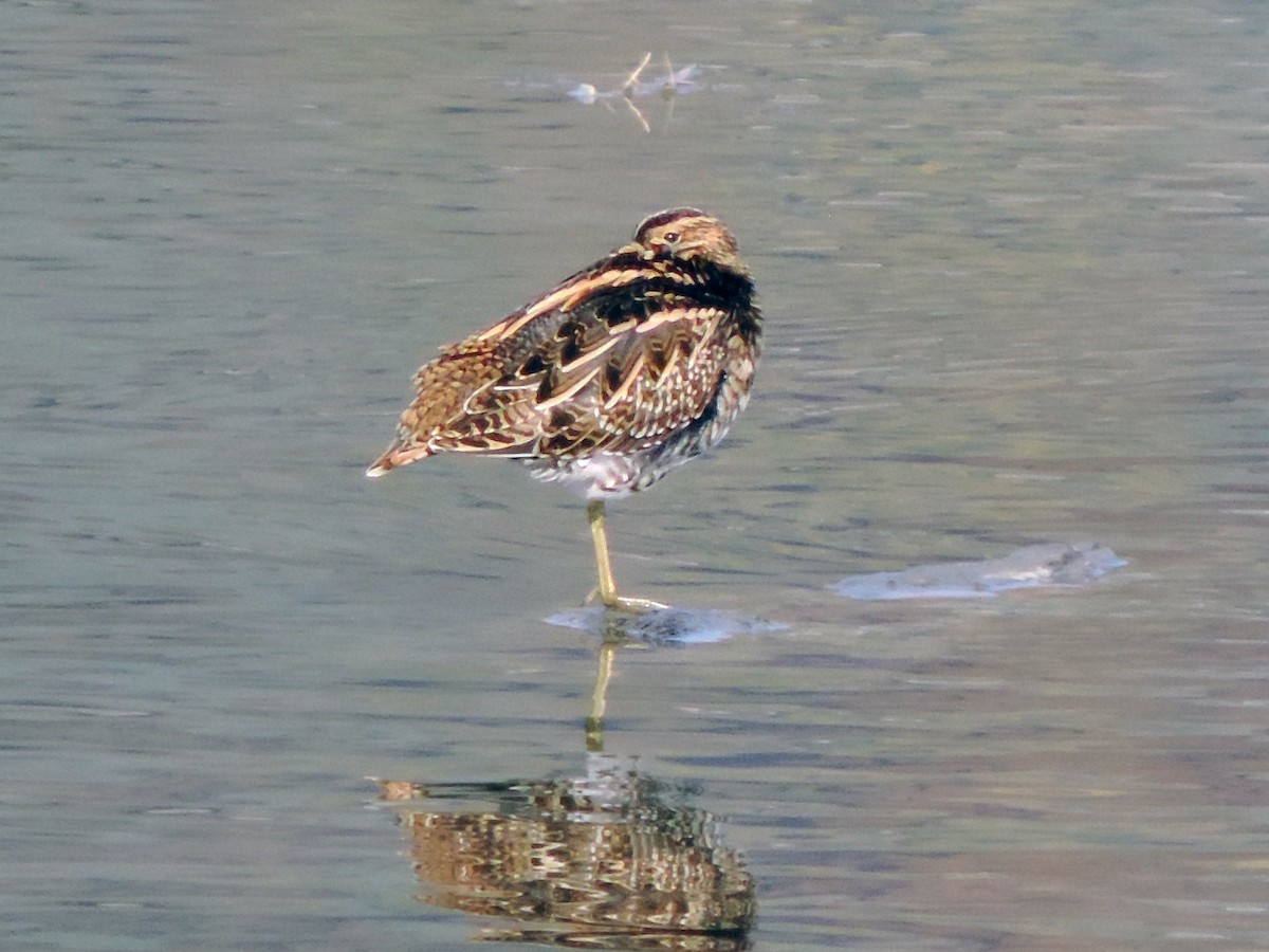 Common Snipe - ML170976611