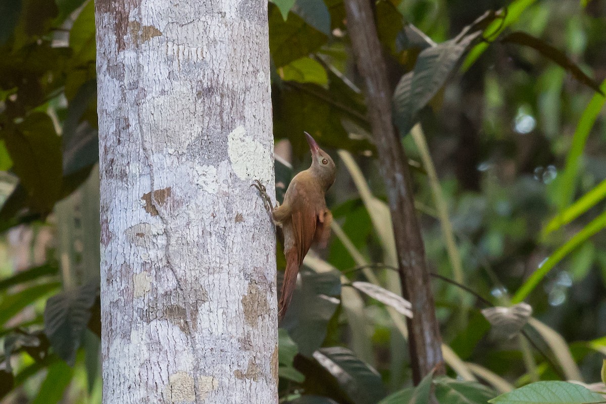 Uniform Woodcreeper (Brigida's) - ML170976971