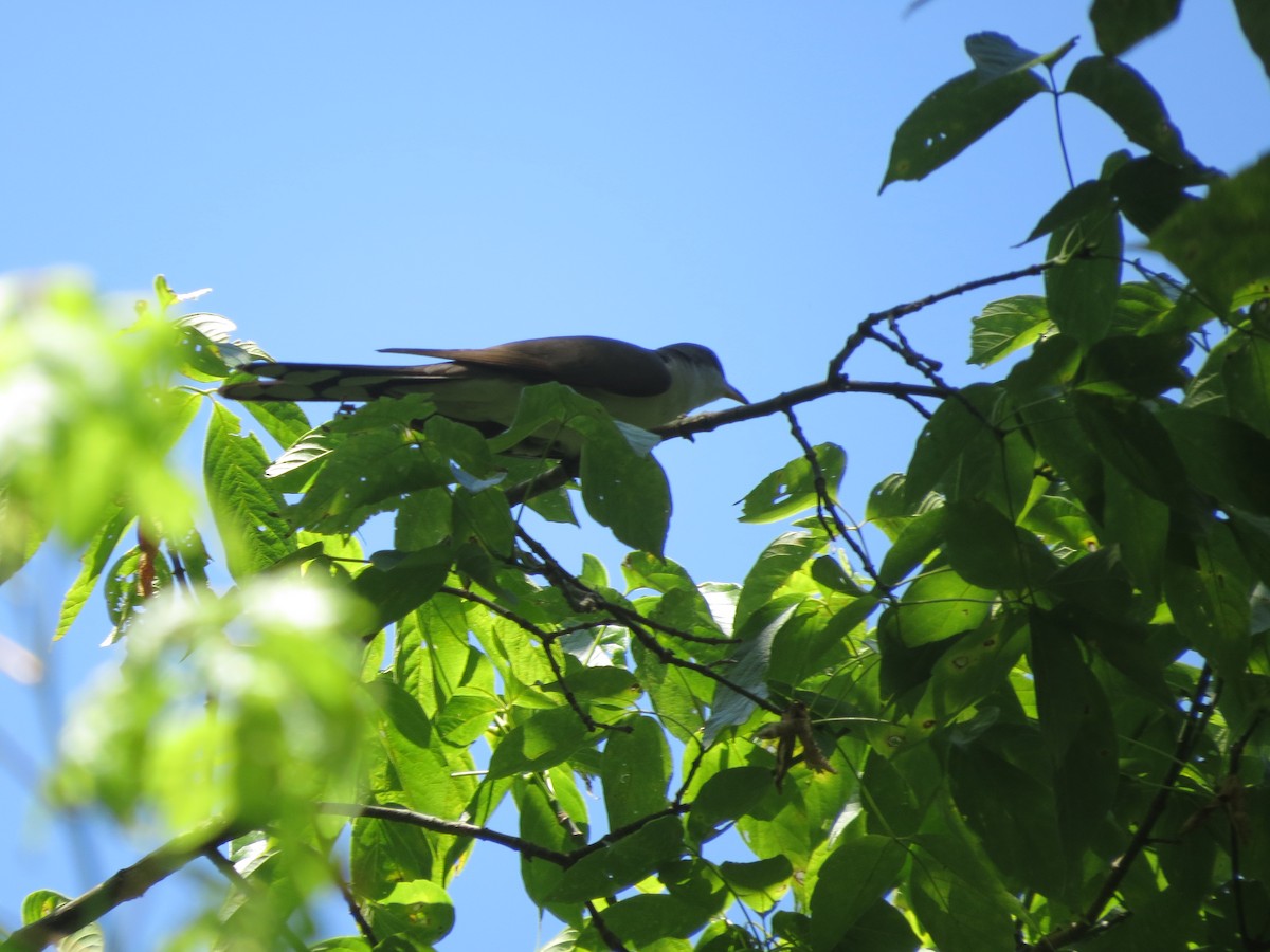 eBird Checklist - 26 Jul 2019 - Sylamore White River Access - 11 species