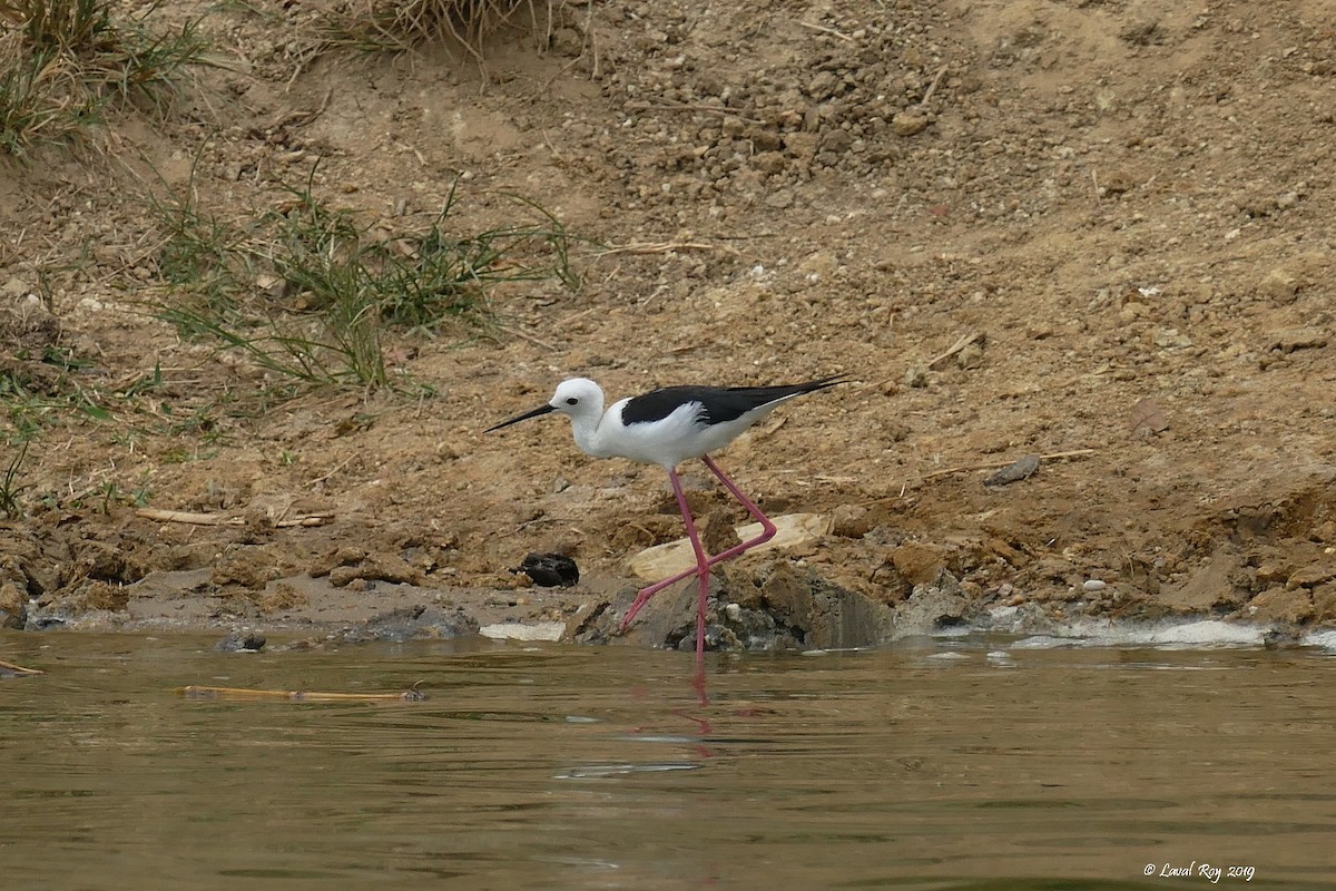 Black-winged Stilt - ML170979231