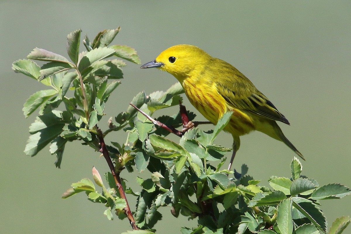 Yellow Warbler - ML170981421