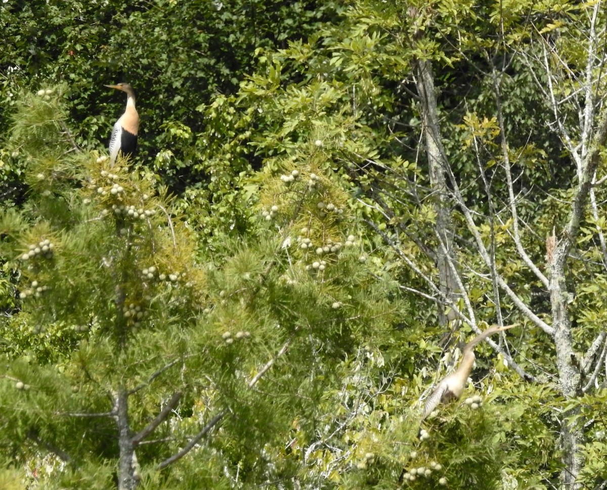 Anhinga - ML170982991