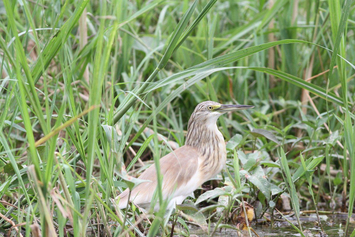 Squacco Heron - Jan Harm Wiers