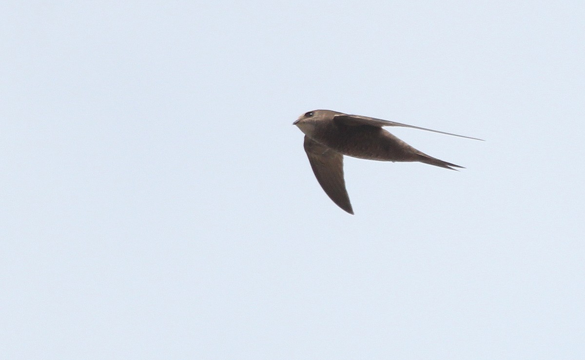 Mottled Swift - Alexander Lees