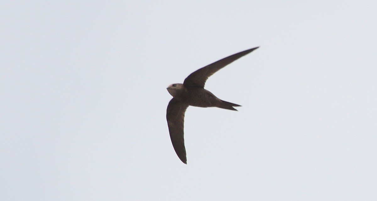 Mottled Swift - Alexander Lees