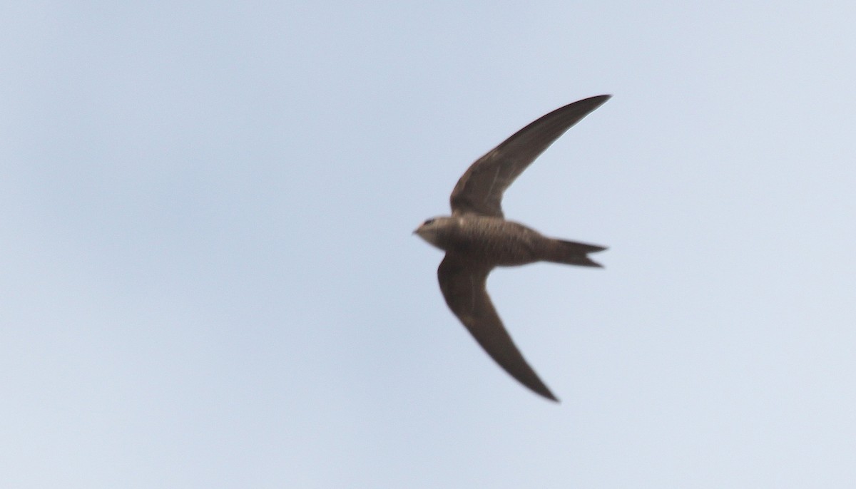 Mottled Swift - ML170990981