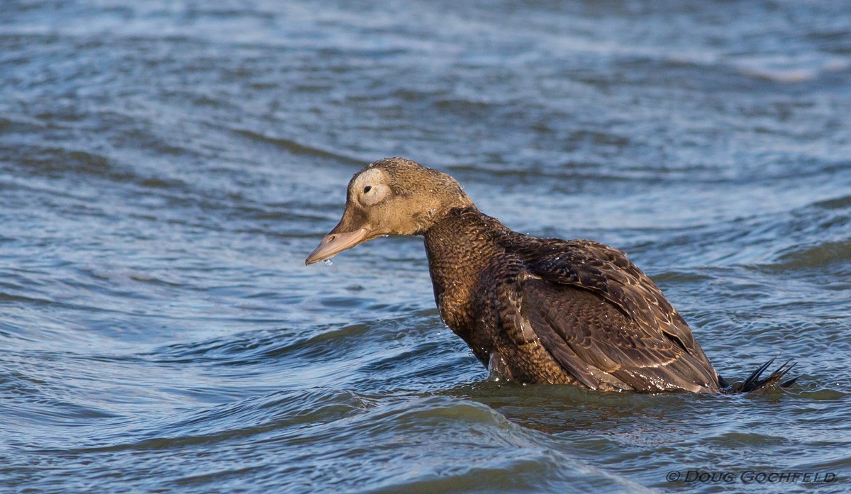 Spectacled Eider - Doug Gochfeld