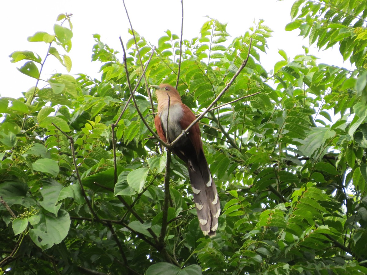 Cuco Ardilla Común (thermophila) - ML170991401