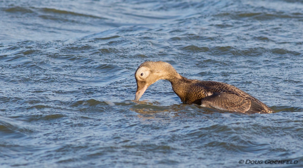 Spectacled Eider - Doug Gochfeld