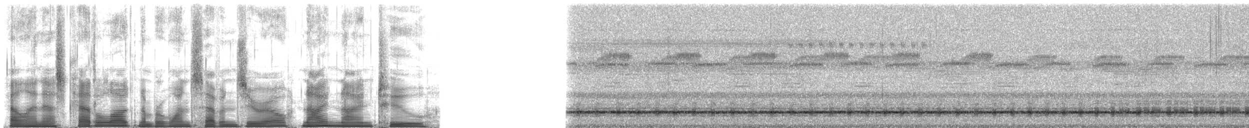 Typical Cicadas - ML170992