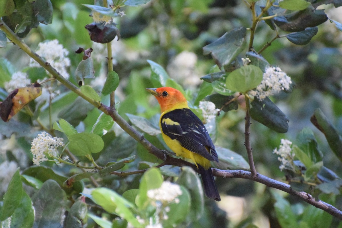 Western Tanager - James  Heuschkel