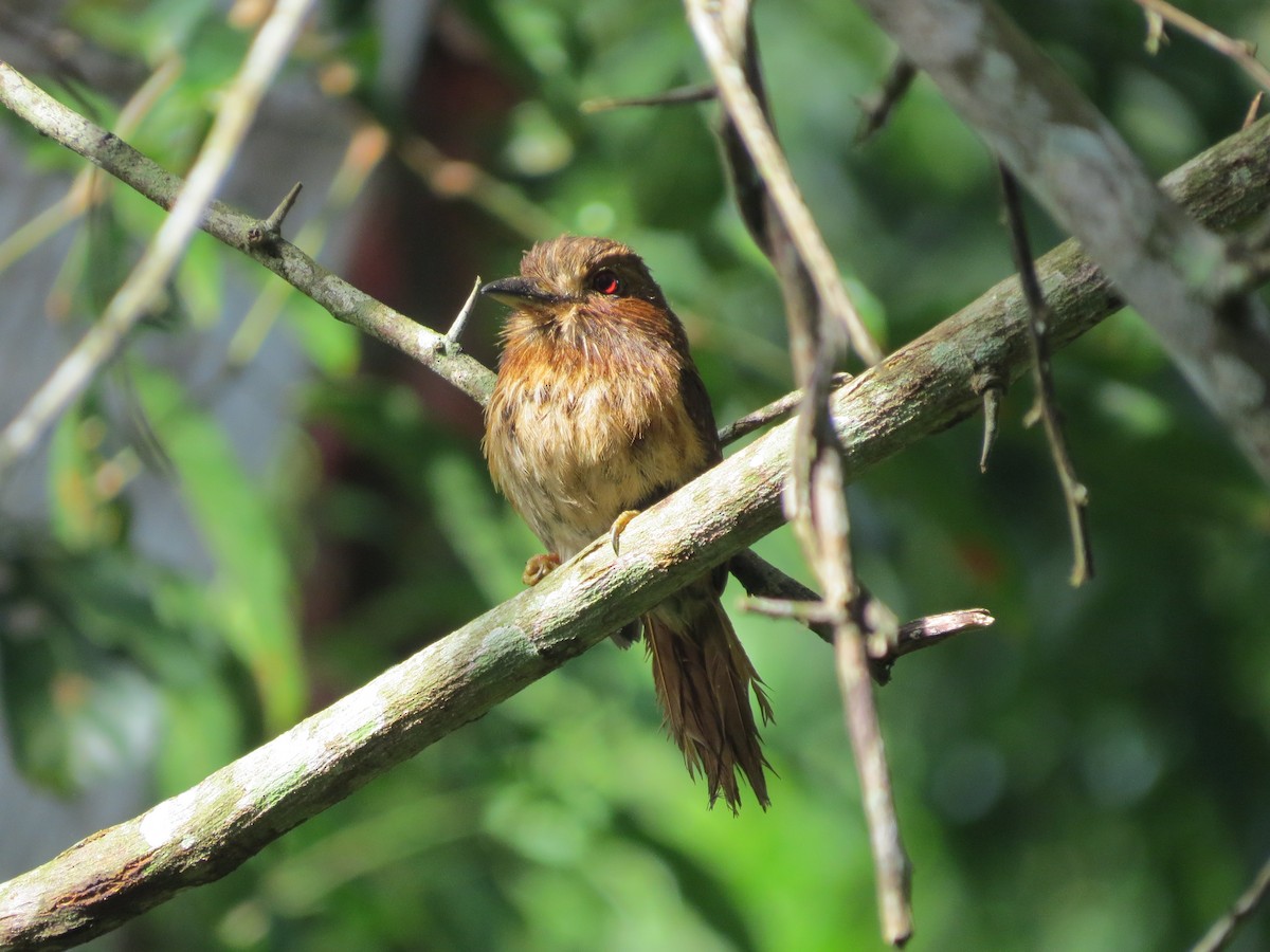 White-whiskered Puffbird - Jessie Williamson