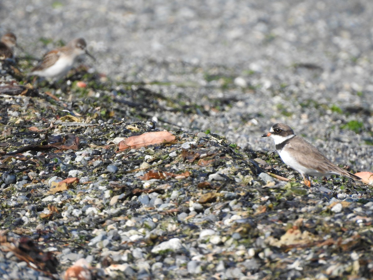 Semipalmated Plover - ML170994761