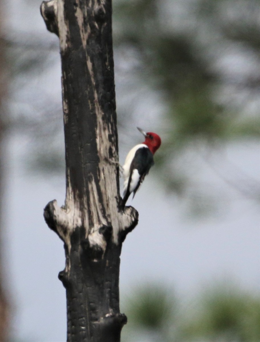 Red-headed Woodpecker - Ann Vaughan