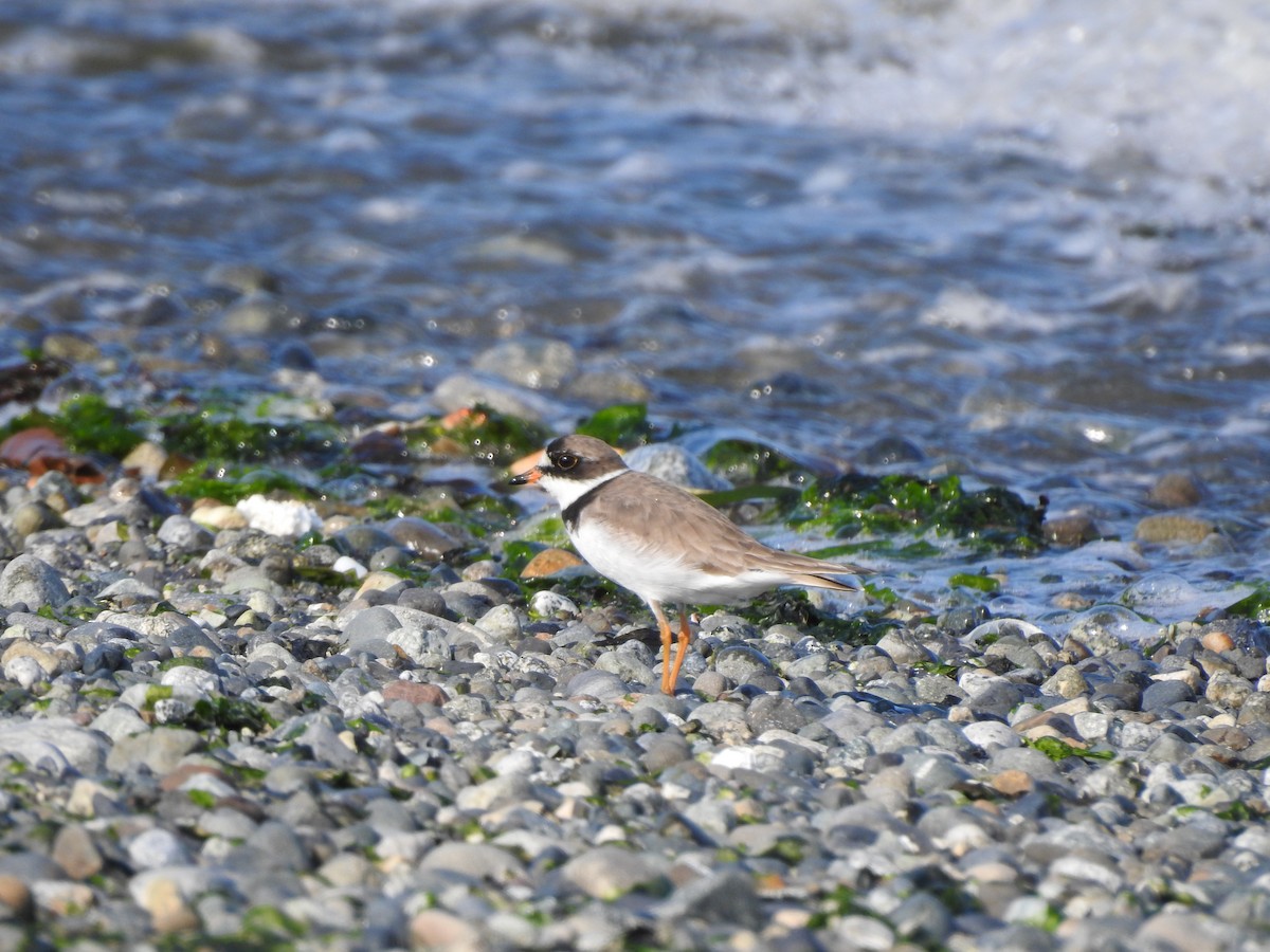 Semipalmated Plover - ML170995121