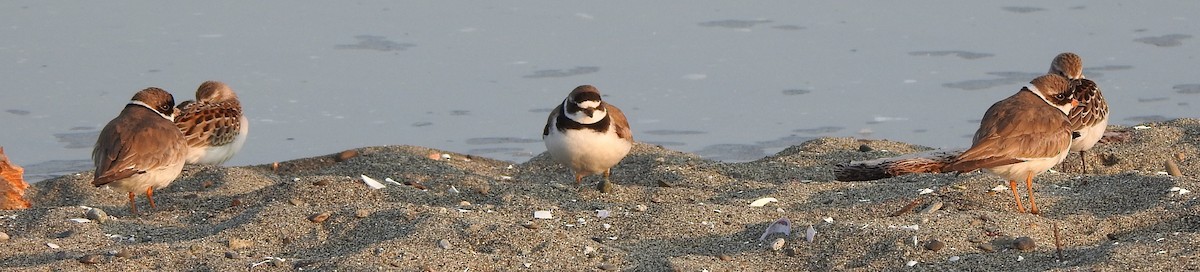 Semipalmated Plover - ML170995171