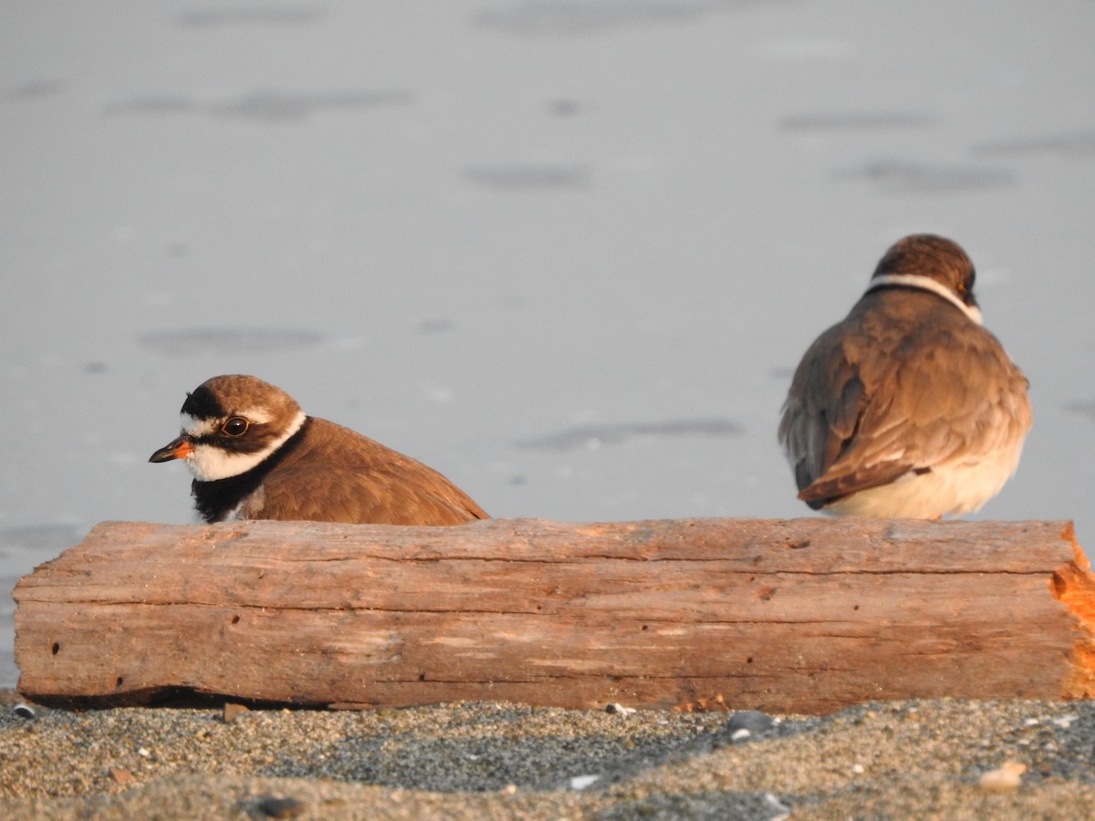 Semipalmated Plover - ML170995231