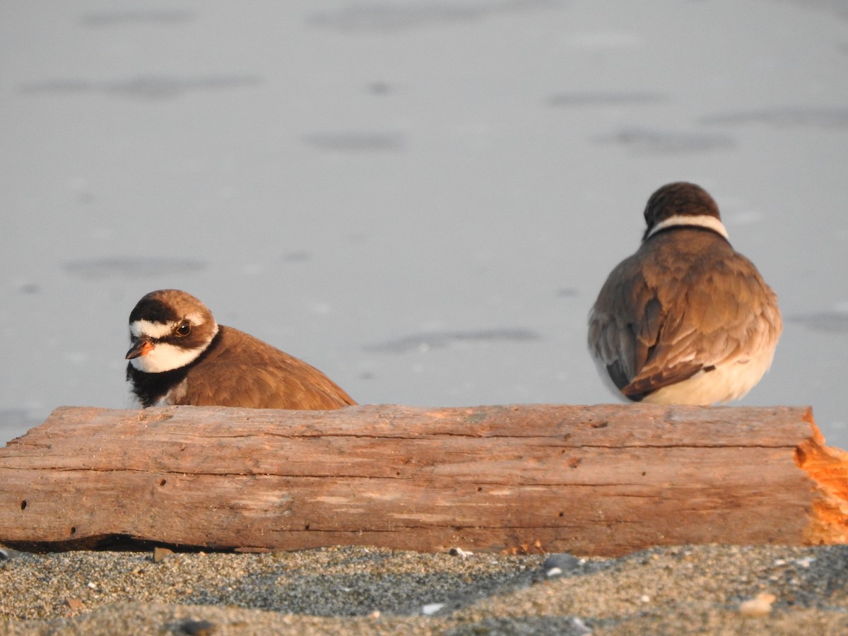 Semipalmated Plover - ML170995261