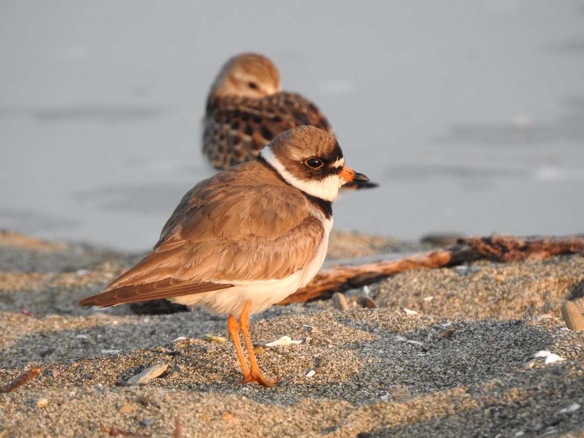 Semipalmated Plover - ML170995271