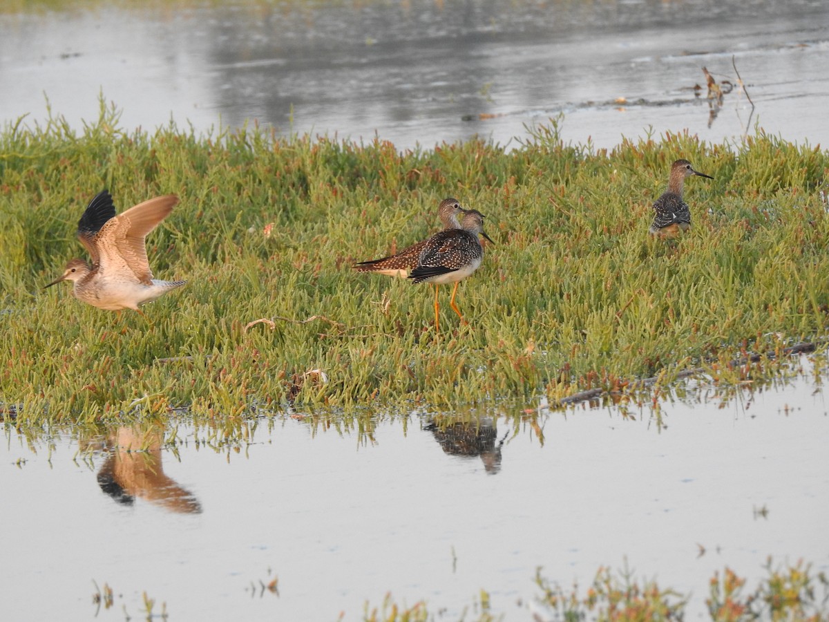 Lesser Yellowlegs - ML170997301