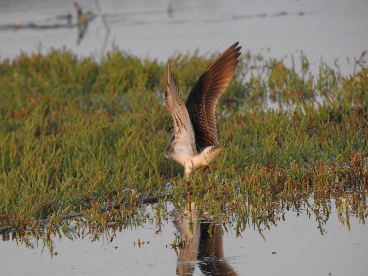 Lesser Yellowlegs - ML170997321