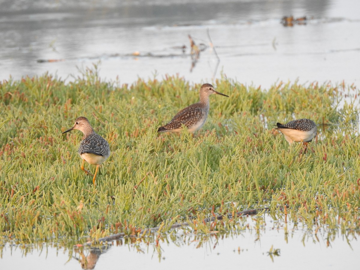 Lesser Yellowlegs - ML170997331