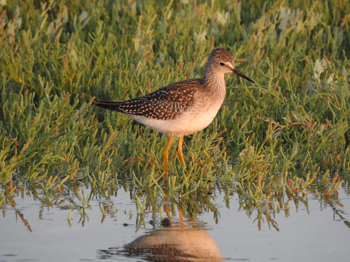 Lesser Yellowlegs - ML170997361