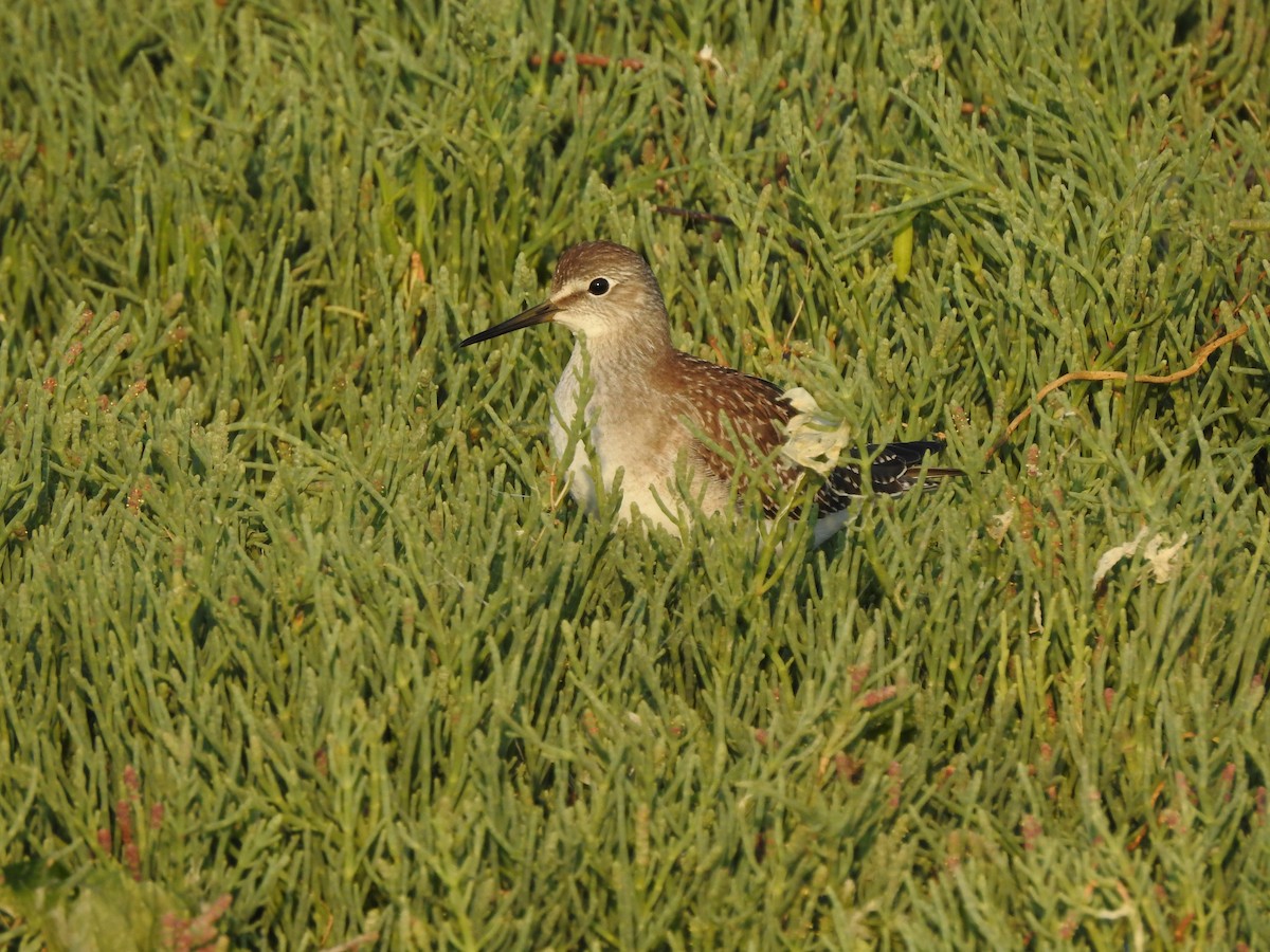 Lesser Yellowlegs - ML170997441