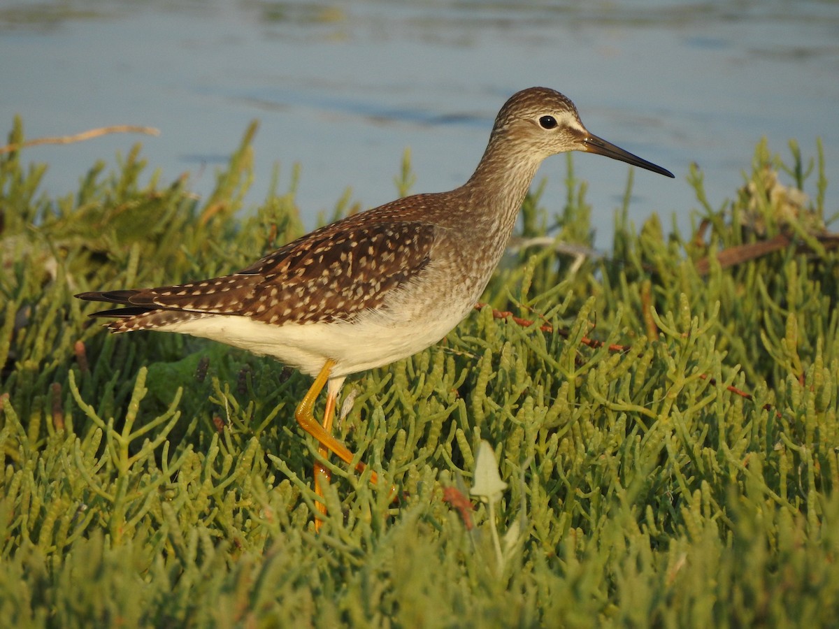 Lesser Yellowlegs - ML170997471