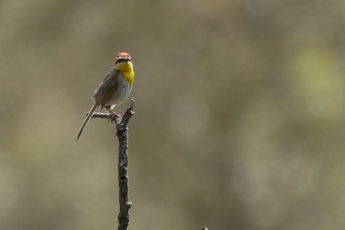 Reinita Coronirrufa - ML170997651