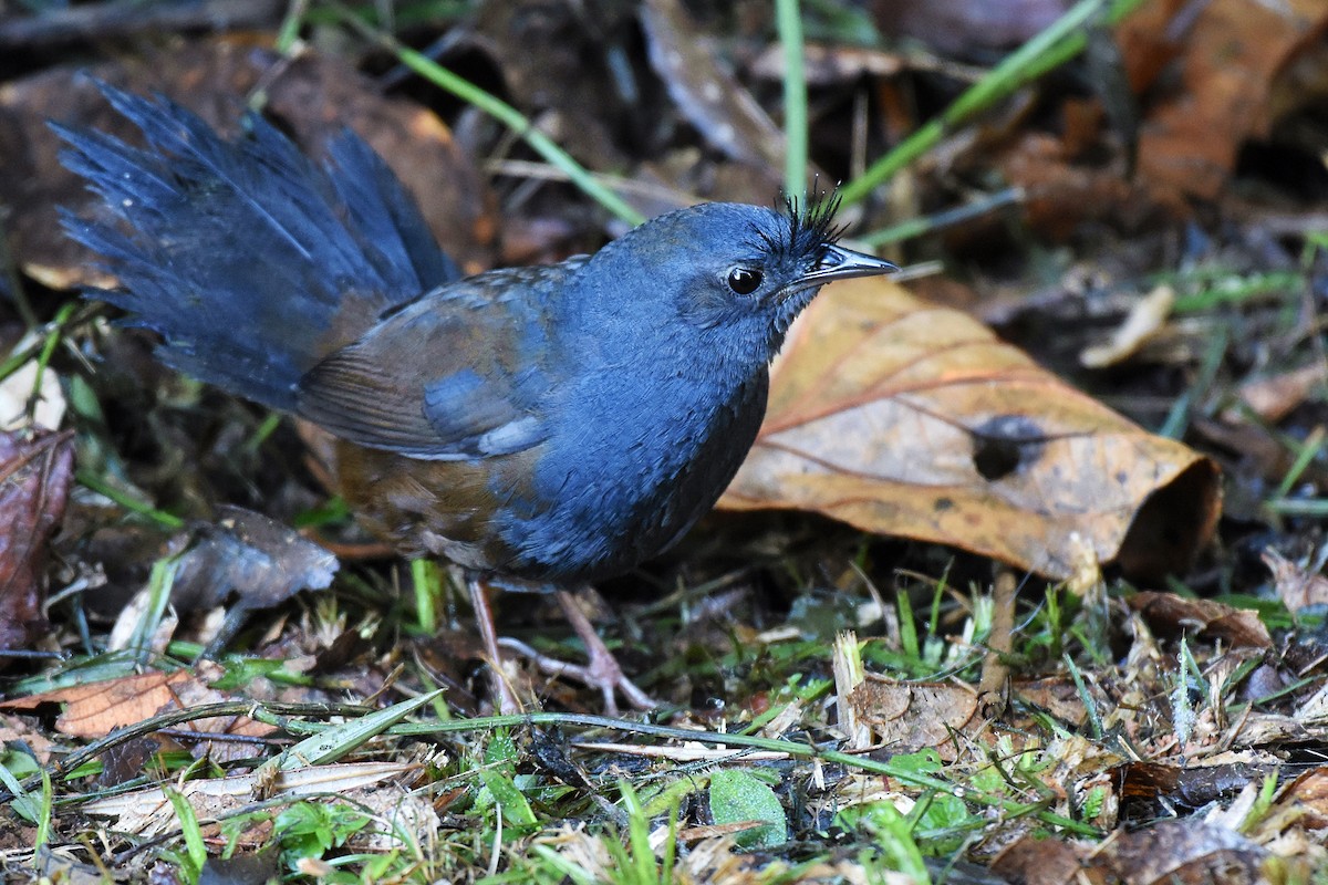 Slaty Bristlefront - ML170997801