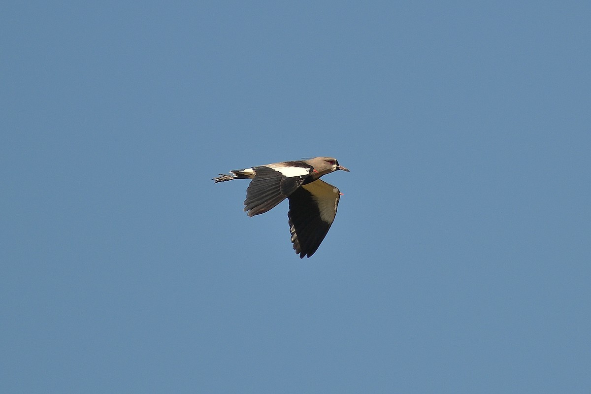 Southern Lapwing - ML170999171